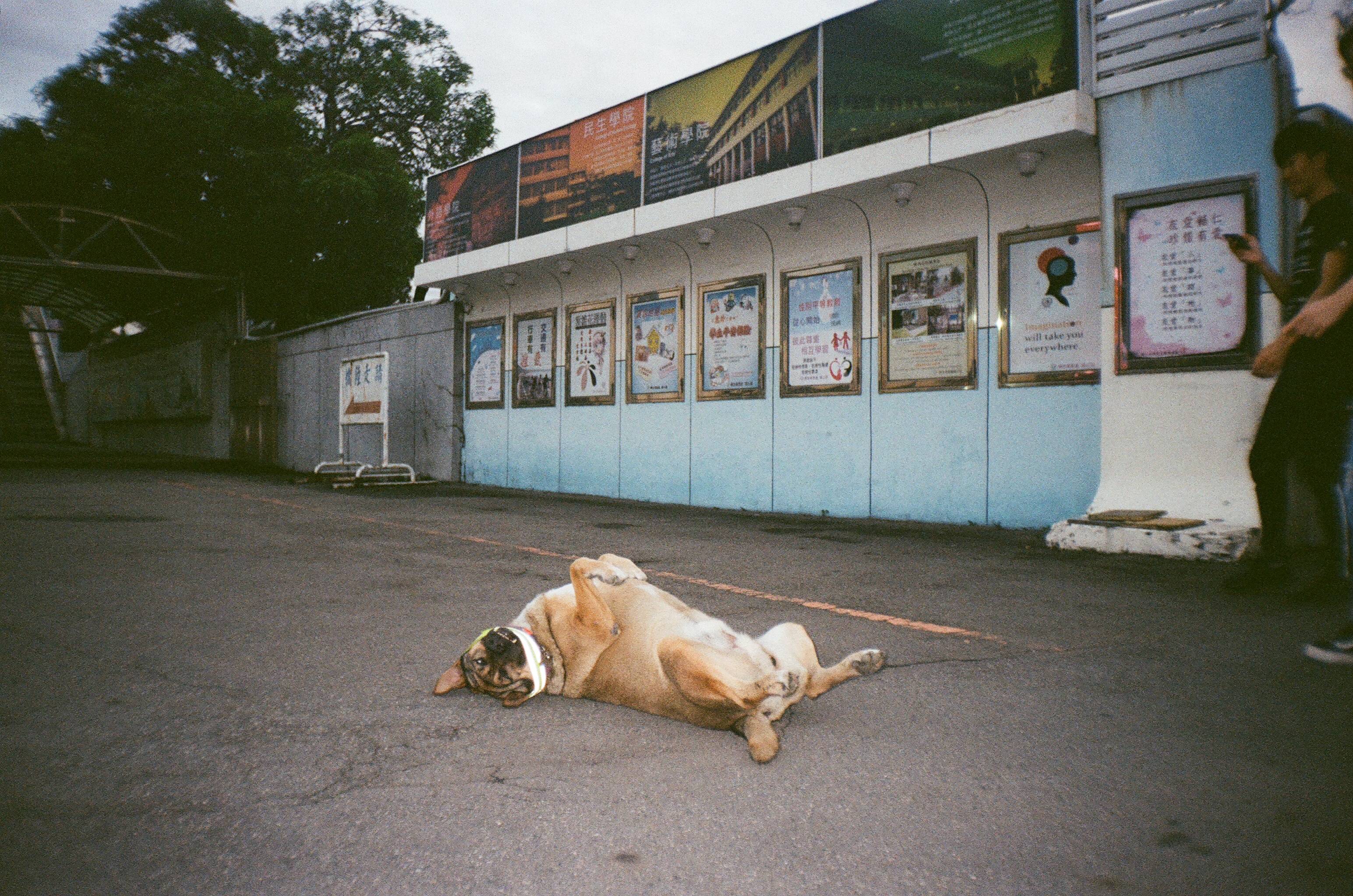 可愛發福的來福